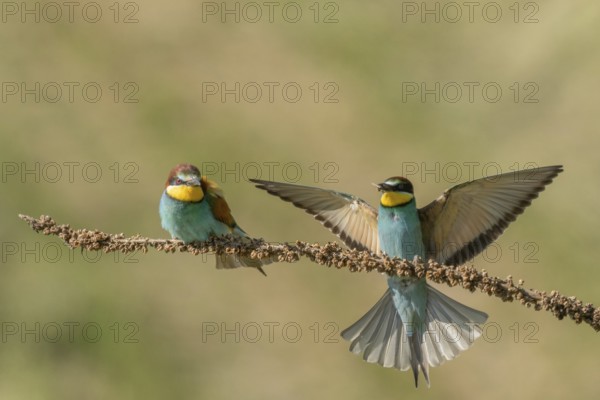European bee-eater (Merops apiaster) on a branch during the breeding season in spring. Jechtingen, Emmendingen, Kaiserstuhl, Freiburg im Breisgau, Baden-Württemberg, Germany, Europe