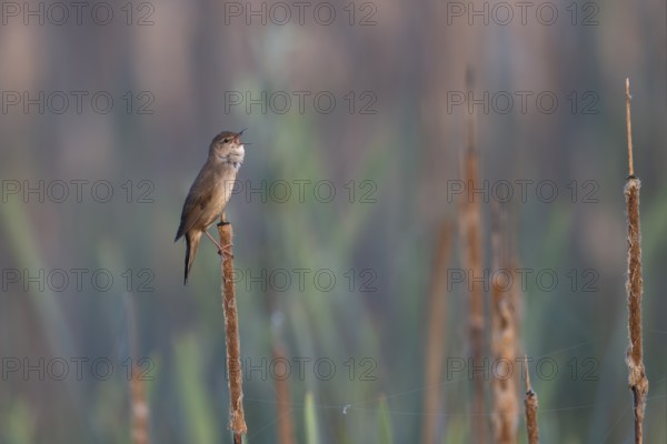 Reed warbler (Locustella luscinioides), Wittlich, RLP, Germany, Europe