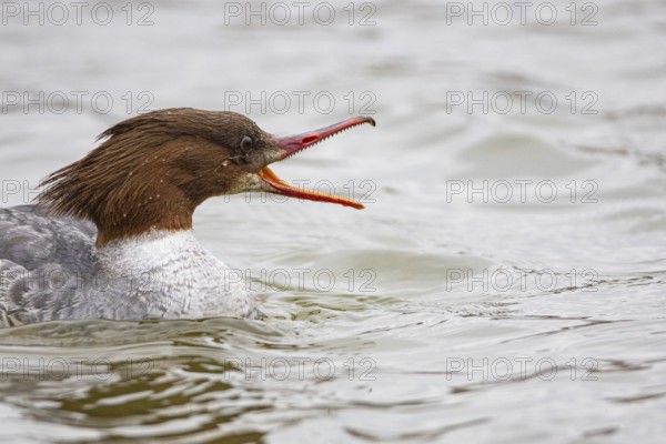 Goosander (Mergus merganser) wbl Germany