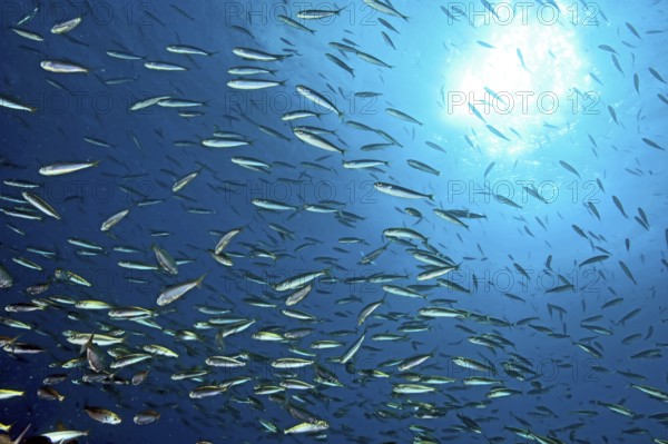 Close-up of school of sardines (Sardinops sagax), East Atlantic, Fuerteventura, Canary Islands, Spain, Europe