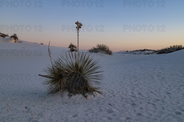 Yucca plant growing in the sand dunes of White Sands National Park in Alamogordo, New Mexico, USA, North America