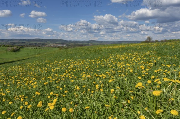 Dandelion meadow (Taraxacum), cloudy sky, Franconia, Bavaria, Germany, Europe