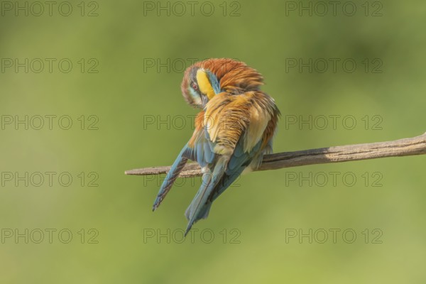 European bee-eater (Merops apiaster) on a branch during the breeding season in spring. Jechtingen, Emmendingen, Kaiserstuhl, Freiburg im Breisgau, Baden-Württemberg, Germany, Europe