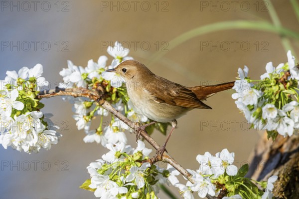 Nightingale (Luscinia megarhynchos) Germany
