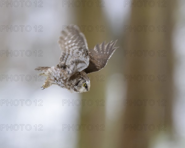 Great horned owl (Aegolius funereus), in flight in a snowy landscape, biosphere reserve, Swabian Alb, Baden-Württemberg, Germany, Europe