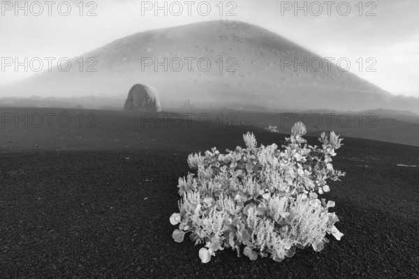 Canary Island dock (Rumex lunaria) and lava bomb in front of the Caldera Colorada, Parque Natural de Los Volcanes, near Masdache, Lanzarote, Canary Islands, Spain, Europe