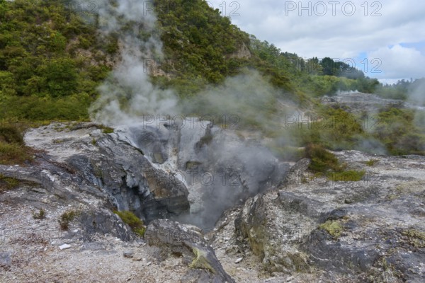 Volcanic fissures in a green forest landscape with rising steam, Te Puia, Whakarewarewa, Rotorua, North Island, New Zealand, Oceania