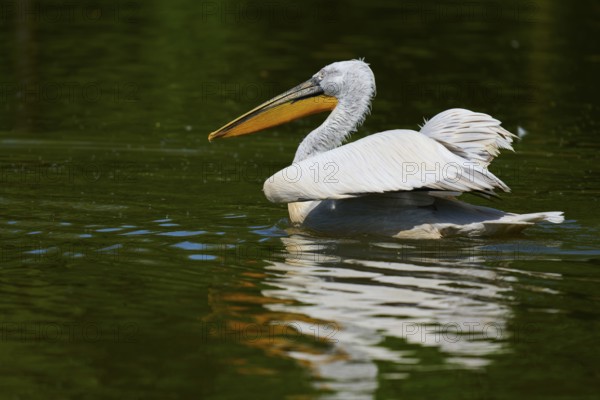 Dalmatian pelican (Pelecanus crispus), swimming on a calm lake surrounded by green nature, France, Europe