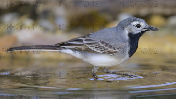 White wagtail (Motacilla alba), male bathing, biosphere reserve, Swabian Alb, Baden-Württemberg, Germany, Europe