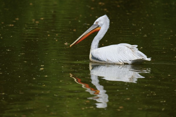 Dalmatian pelican (Pelecanus crispus), gliding over a peaceful pond, reflecting the surroundings in its plumage, France, Europe