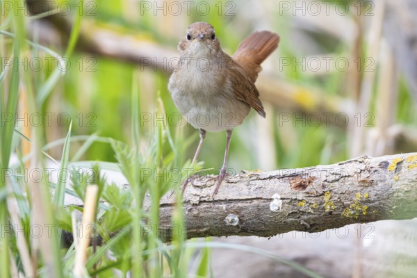 Nightingale (Luscinia megarhynchos) Germany
