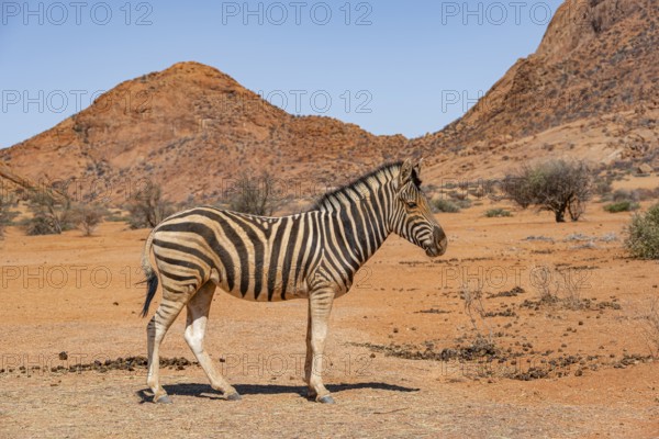 Zebra in the desert near Spitzkoppe, Namibia, Africa