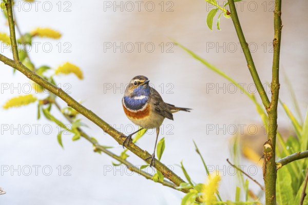 Bluethroat (Luscinia svecica cyanecula) ml Germany
