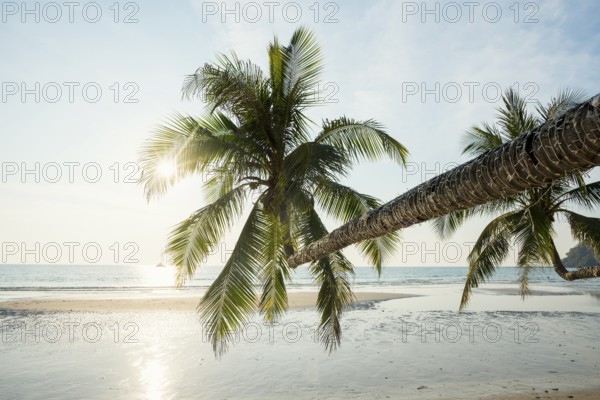 Sandy beach beach with coconut palms, Khlong Chao Beach, sunset, Koh Kood, Koh Kut, Gulf of Thailand, Thailand, Asia