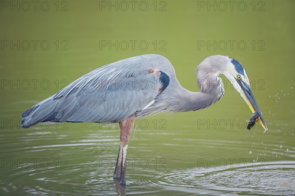 Great blue heron (Ardea herodias) catching fish, Sanibel Island, J.N. Ding Darling National Wildlife Refuge, Florida, USA, North America