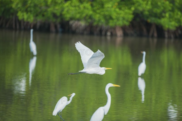 Great white egret (Ardea alba) in flight, Sanibel Island, J.N. Ding Darling National Wildlife Refuge, Florida, USA, North America