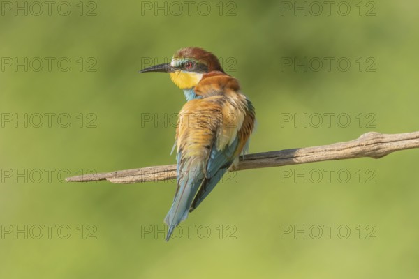 European bee-eater (Merops apiaster) on a branch during the breeding season in spring. Jechtingen, Emmendingen, Kaiserstuhl, Freiburg im Breisgau, Baden-Württemberg, Germany, Europe