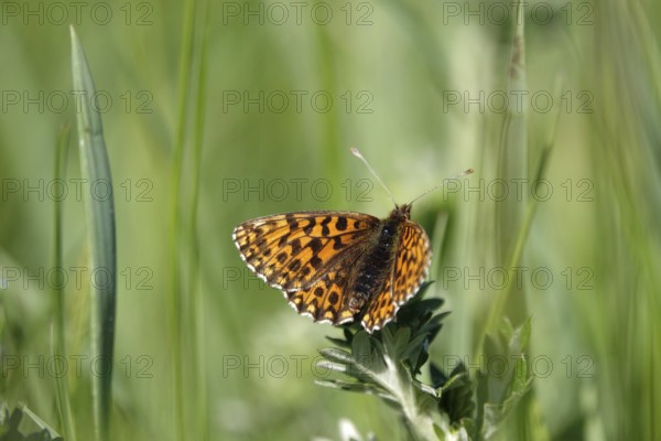 Pearl-bordered moth in a meadow in spring, Germany, Europe