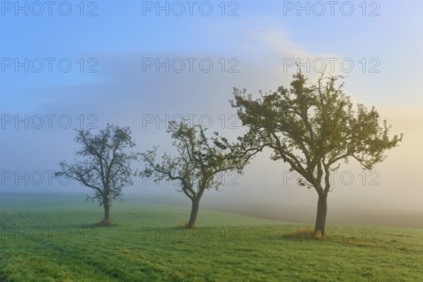 Three fruit trees standing in a row in a misty morning landscape, Mönchberg, Miltenberg, Spessart, Bavaria, Germany, Europe