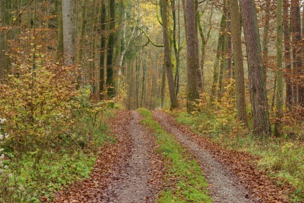 Narrow forest path, covered with autumn leaves, leads through tall trees, beech trees, Odenwald, Neckar-Odenwald district, Baden-Württemberg, Germany, Europe