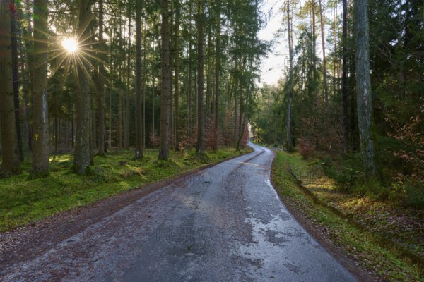 A winding path through the forest, illuminated by the low sun, Buchen, Odenwald, Neckar-Odenwald district, Baden-Württemberg, Germany, Europe