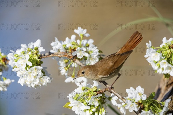 Nightingale (Luscinia megarhynchos) Germany