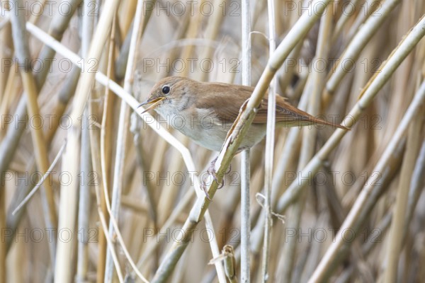 Nightingale (Luscinia megarhynchos) Germany