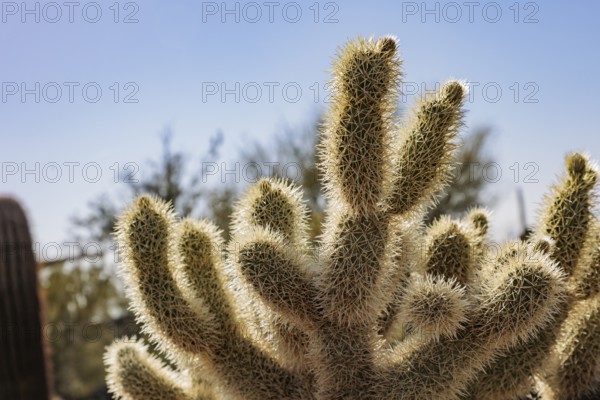Closeup of a teddy bear cholla (Cylindropuntia bigelovii) cactus at the White Tank Mountain Regional Park in Phoenix, Arizona, USA, North America
