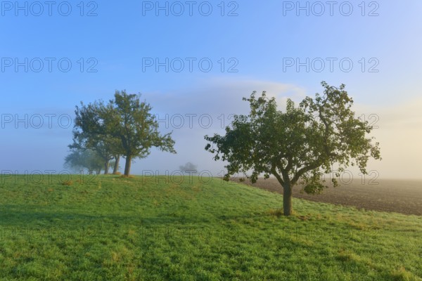 Trees on a slightly misty meadow with a clear morning sky, Mönchberg, Miltenberg, Spessart, Bavaria, Germany, Europe