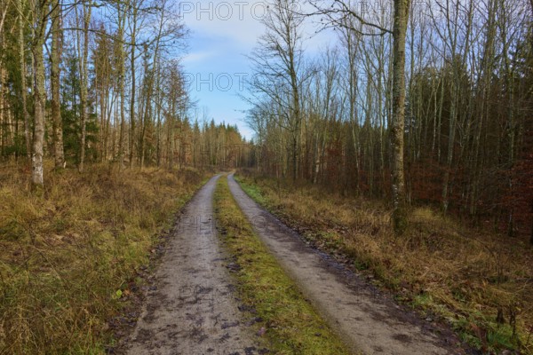Quiet forest path in autumn, lined with bare trees, under a clear blue sky, Odenwald, Neckar-Odenwald Kreis, Baden-Württemberg, Germany, Europe