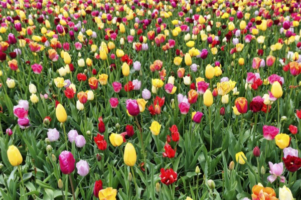 Different coloured tulips (Tulipa), colourful tulip bed, Keukenhof gardens, Lisse, Bollenstreek, South Holland, Netherlands