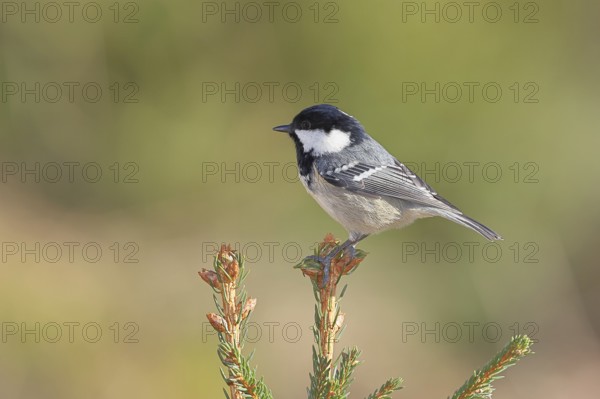 Fir tit (Parus ater), sitting on the top of a young spruce, European spruce (Picea abies), Wilnsdorf, North Rhine-Westphalia, Germany, Europe