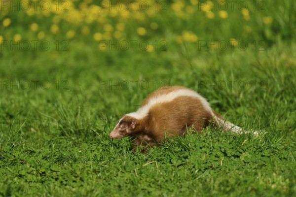 A skunk (Mephitis mephitis), standing on a green meadow, in the background yellow flowers, France, Europe