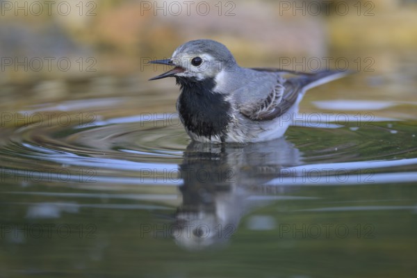 White wagtail (Motacilla alba), male bathing, biosphere reserve, Swabian Alb, Baden-Württemberg, Germany, Europe