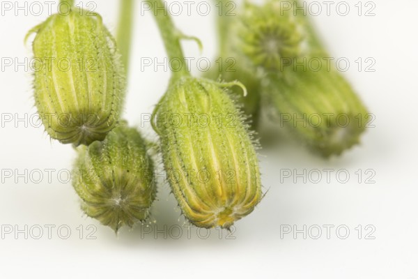 Close-up of green buds of Pippau (Crepis) on a white background