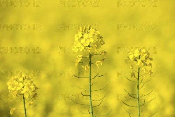 Three rape blossoms in concentrated close-up against a blurred yellow background, Baden-Württemberg, Germany, Europe