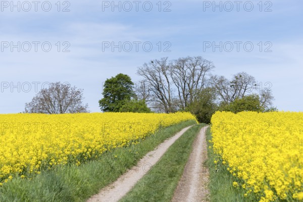 A rural country lane winds its way through yellow rapeseed fields, near Winnenden, Baden-Württemberg, Germany, Europe