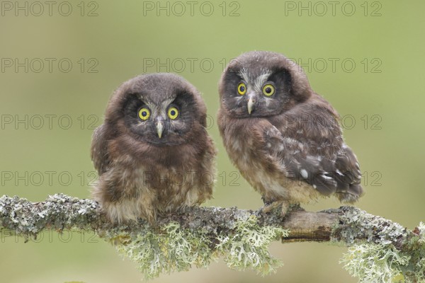 Great Horned Owl (Aegolius funereus), Two young birds perched on a larch branch, Wildlife, Nature photography, Owls, Owls, Siegerland, North Rhine-Westphalia, Germany, Europe