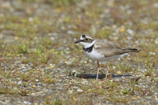 Little Ringed Plover (Charadrius dubius) adult bird standing on a gravel bank at the lakeshore, Wildlife, Lake Neusiedl National Park, Burgenland, Austria, Europe