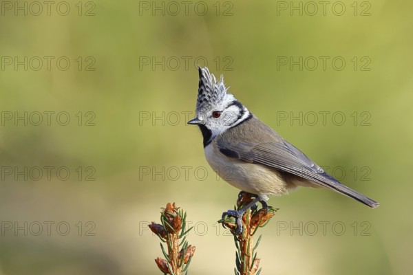 Crested Tit (Lophophanes scalloped ribbonfish), sitting on the top of a young spruce, European spruce (Picea abies), Wilnsdorf, North Rhine-Westphalia, Germany, Europe
