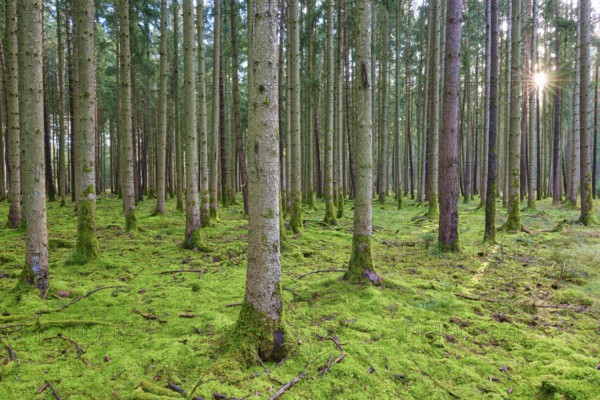 Green forest overgrown with moss illuminated by the sun's rays, peaceful atmosphere, Buchen, Odenwald, Neckar-Odenwald district, Baden-Württemberg, Germany, Europe
