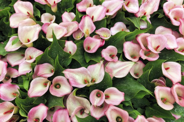 Pink-coloured flower-bed of the calla, Zantedeschia in a flower bed, sea of flower-bed, view from above, background image, Keukenhof gardens, Lisse, Bollenstreek, South Holland, Netherlands