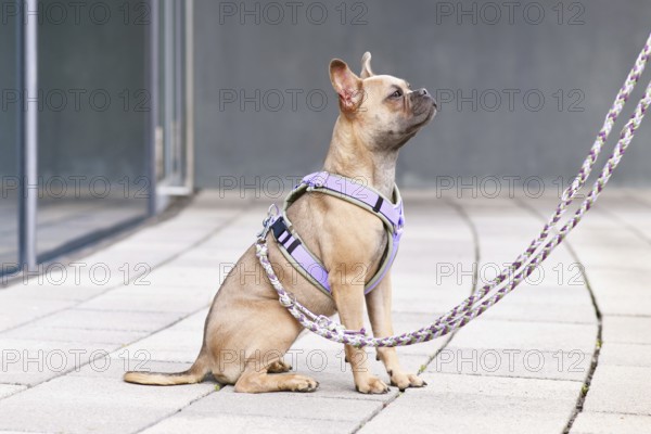 Side view of blue fawn French Bulldog with long healthy nose and tail wearing a dog harness with rope leash in front of gray wall