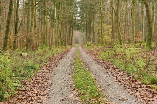 Straight path through dense, autumnal forest, covered with foliage, beech trees, Odenwald, Neckar-Odenwald district, Baden-Württemberg, Germany, Europe