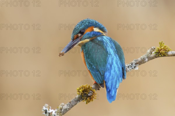 Kingfisher (Alcedo atthis), male sitting on a branch overgrown with lichen, digging a breeding tube, wildlife, nature photography, water bird, Siegerland, North Rhine-Westphalia, Germany, Europe