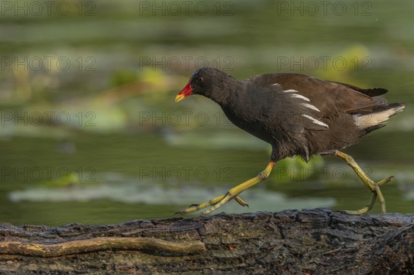 A bog hen (Gallinula chloropus) runs over a tree trunk to her chicks in her nest. Bas rhin, Alsace, grand est, France, Europe