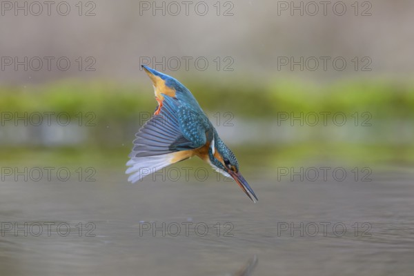 Kingfisher (Alcedo atthis), in a dive, hunting flight, shortly in front of diving into the water, Lechauen, Bavaria