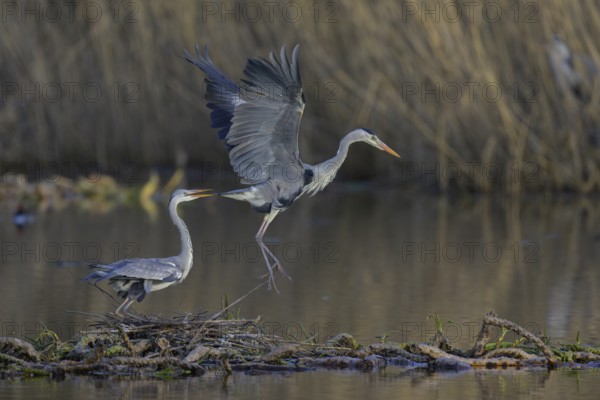 Grey heron (Ardea cinerea), adult heron and young bird copulating on a water lily root in front of reeds, Neckar valley, Baden-Württemberg, Germany, Europe