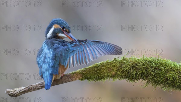 Kingfisher (Alcedo atthis) Indicator for clean flowing waters, female at sunrise during plumage care, mossy perch branch, habitat, flying gem, Middle Elbe River Landscape, Middle Elbe Biosphere Reserve, Saxony-Anhalt, Germany, Europe