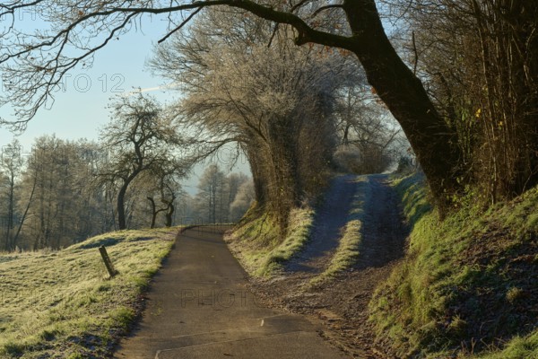 Fork in the road through wintry landscape with frost-covered trees and sunlight, Kirchzell, Amorbach, Odenwald, Bavaria, Germany, Europe